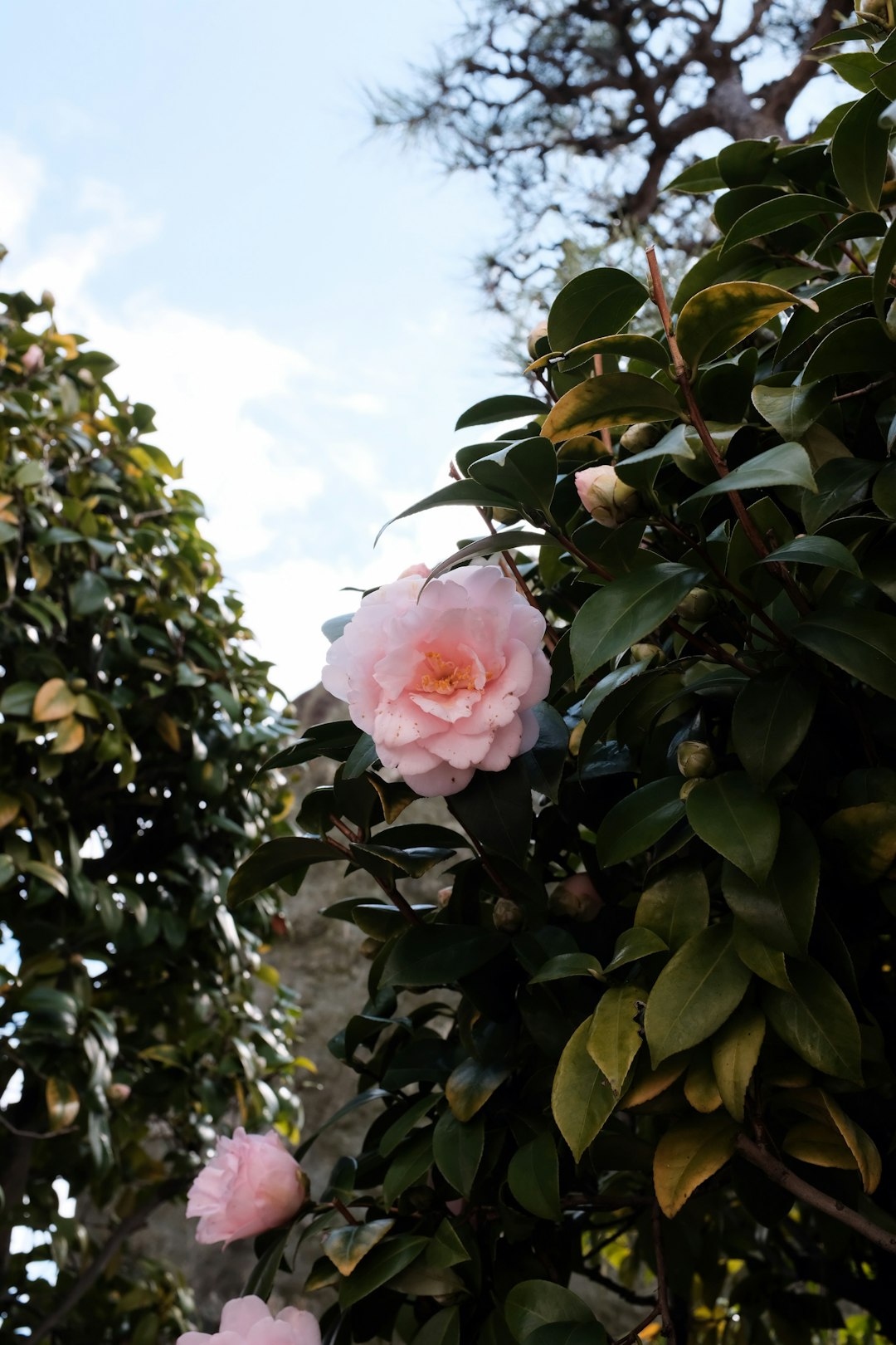 pink rose in bloom during daytime