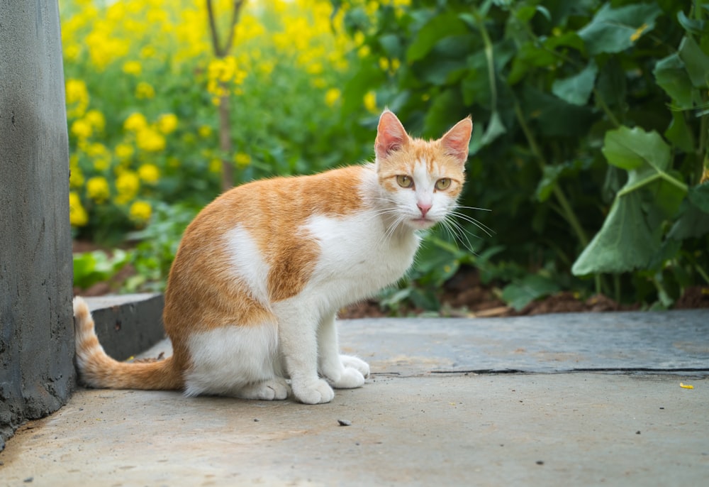 orange and white cat on gray concrete floor