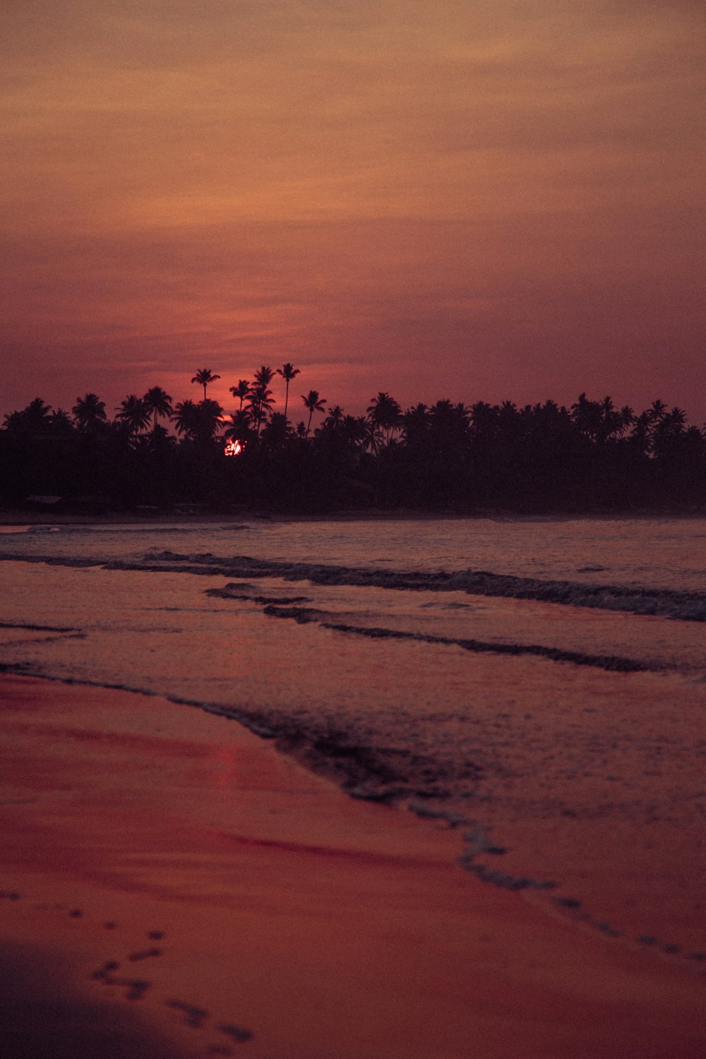 silhouette of trees on beach during sunset