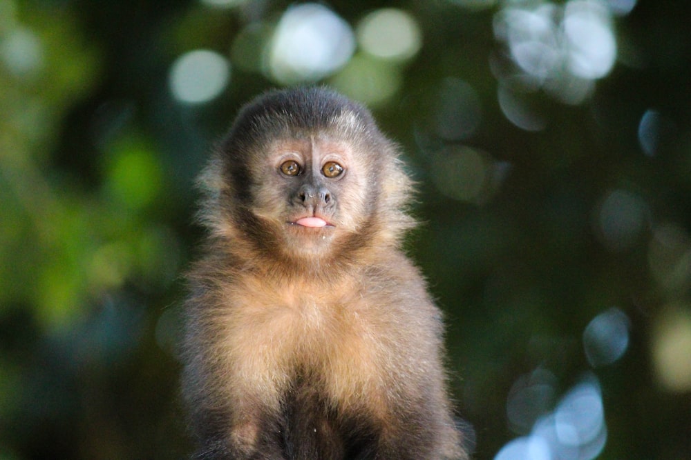 brown and black monkey on tree branch