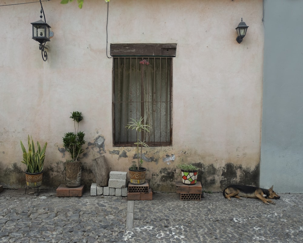 brown wooden door near green potted plant