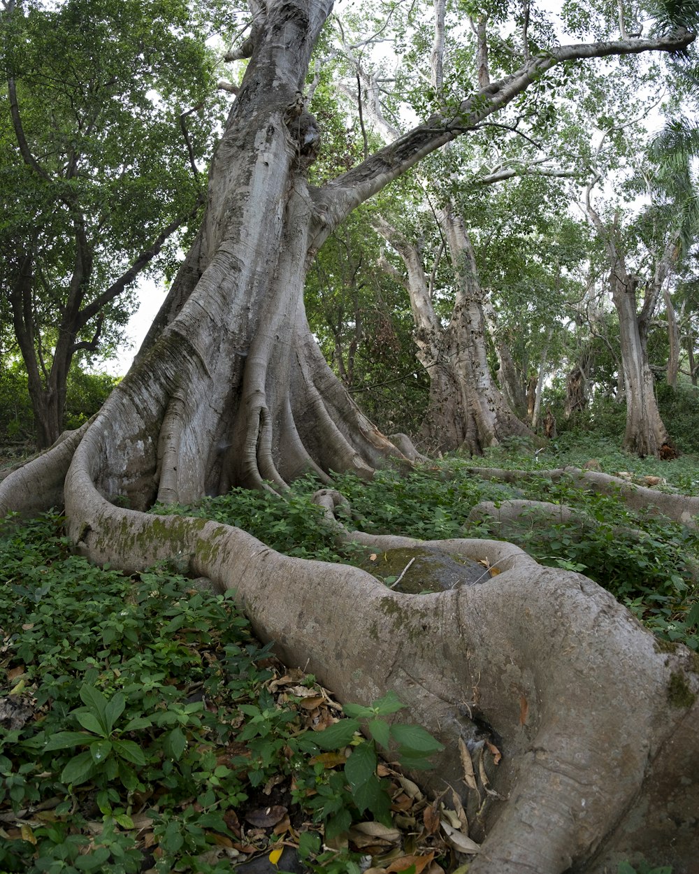 brown tree trunk on green grass