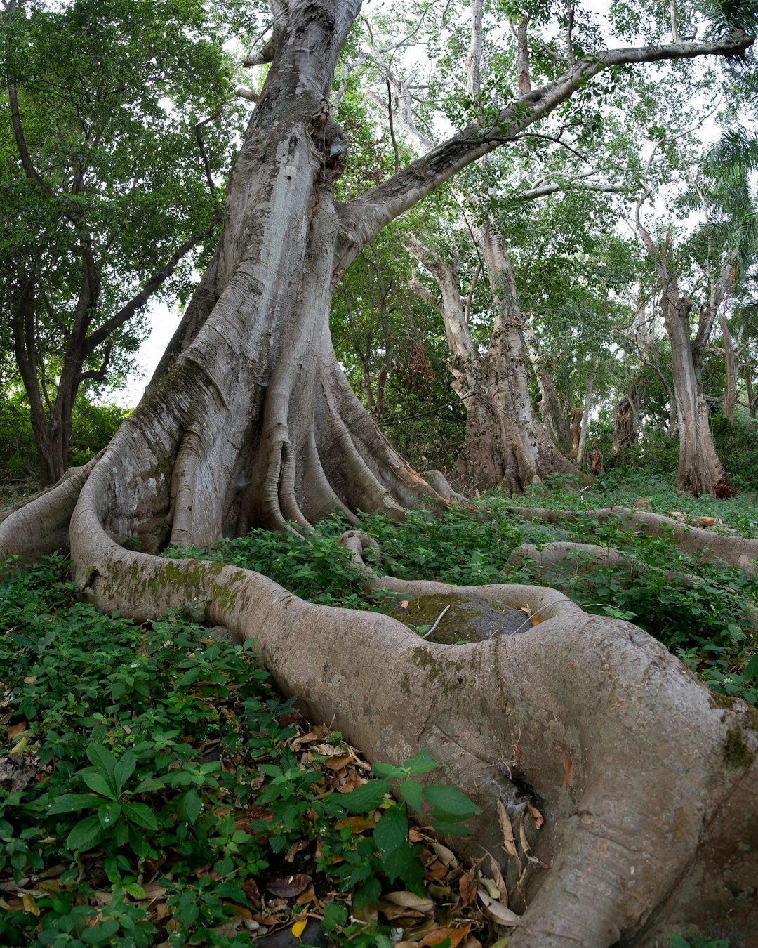 photo of Comala Forest near Volcán de Colima