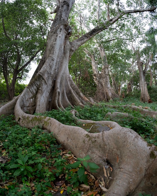 brown tree trunk on green grass in Comala Mexico