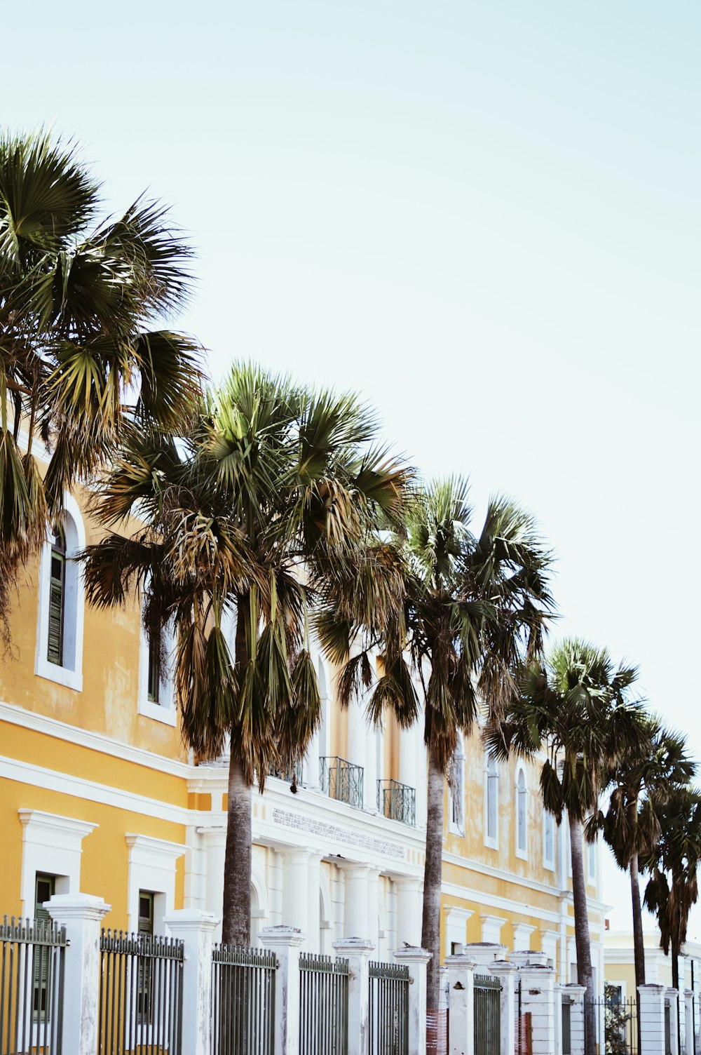 Palma verde vicino all'edificio in cemento bianco durante il giorno