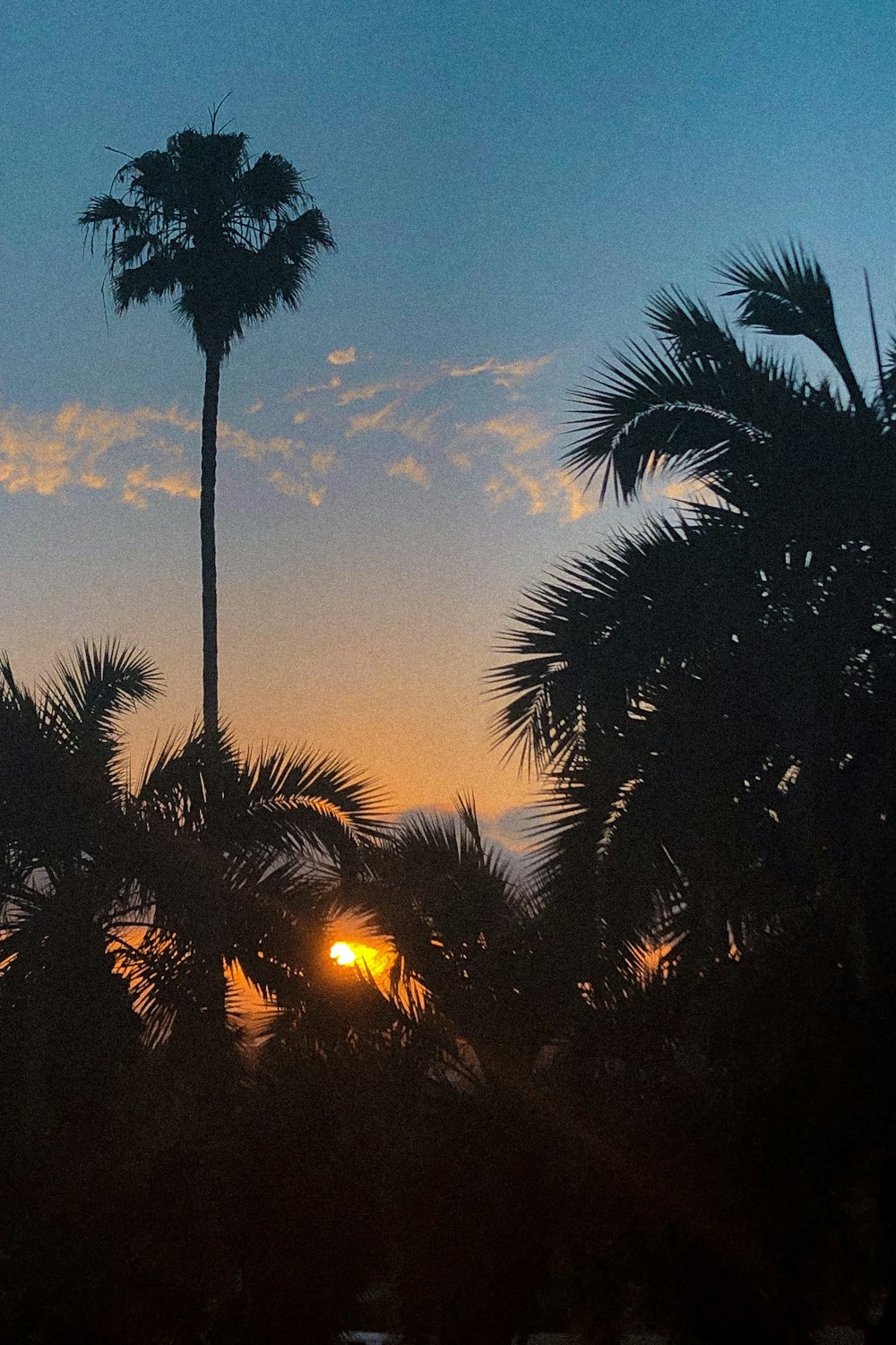 silhouette of palm trees during sunset