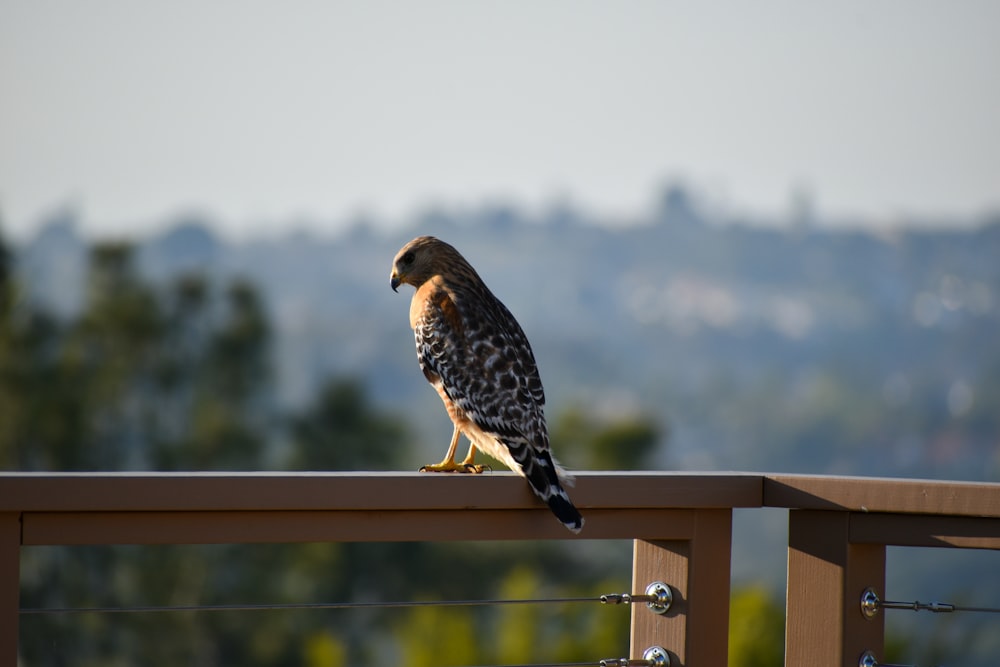 black and white bird on brown wooden fence during daytime