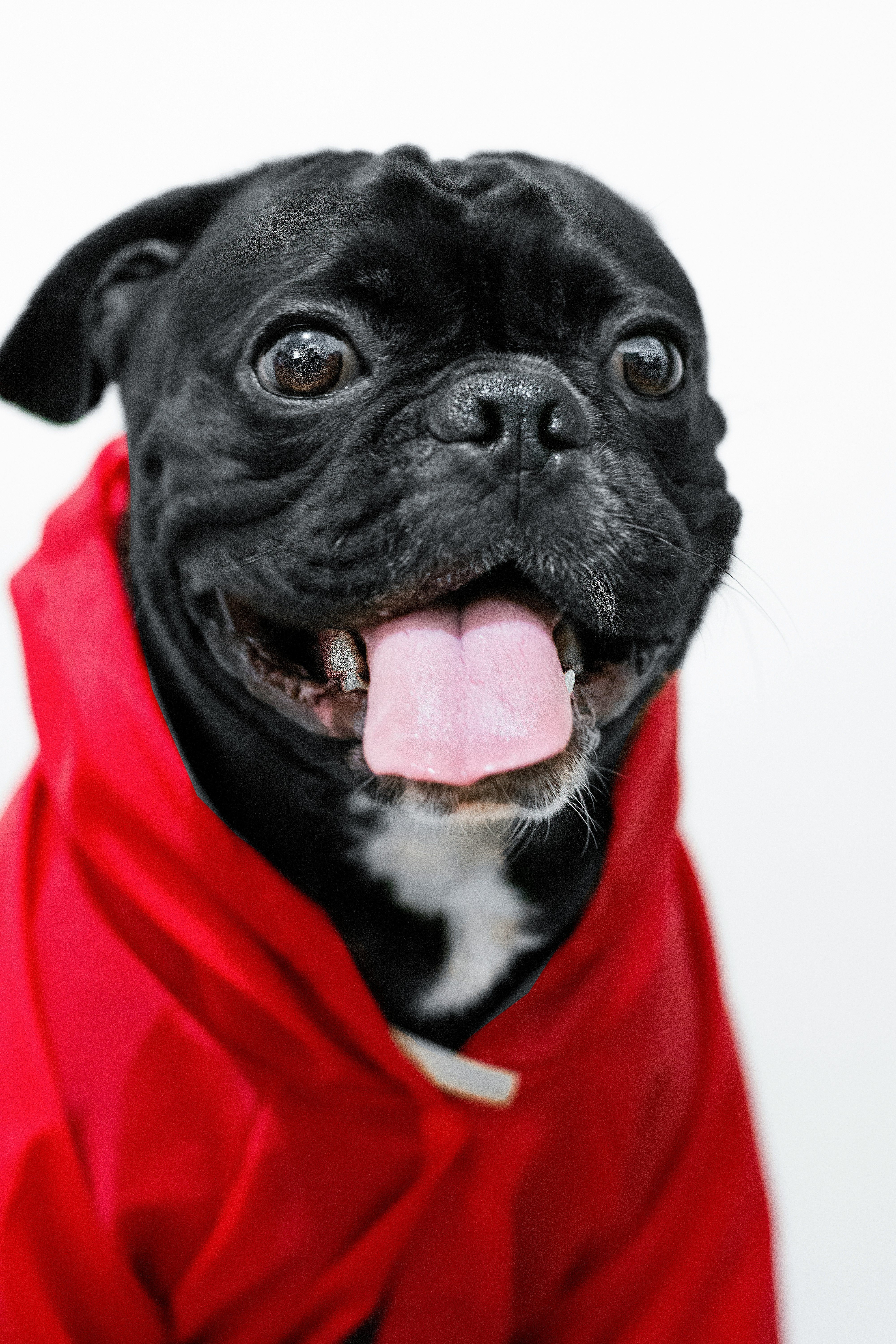 black pug in red and white shirt