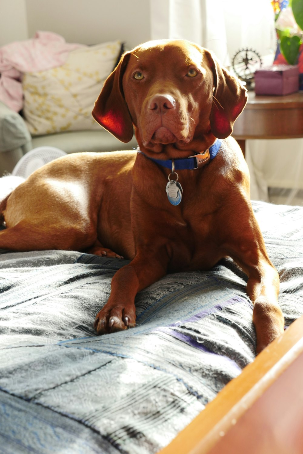 brown short coat medium dog on blue and white textile