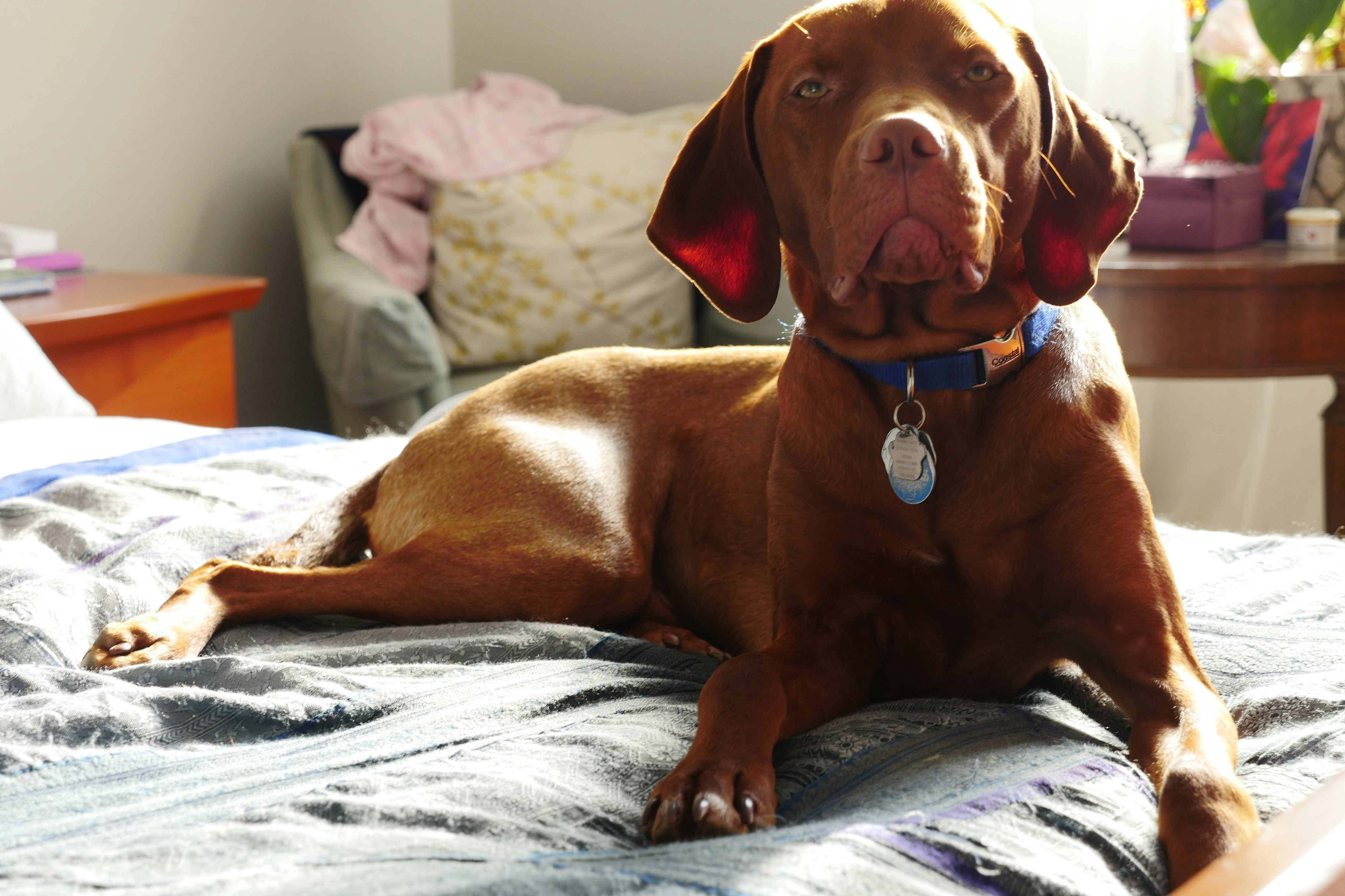 Dog bed detail in bright airy environment, natural light, clean product photography