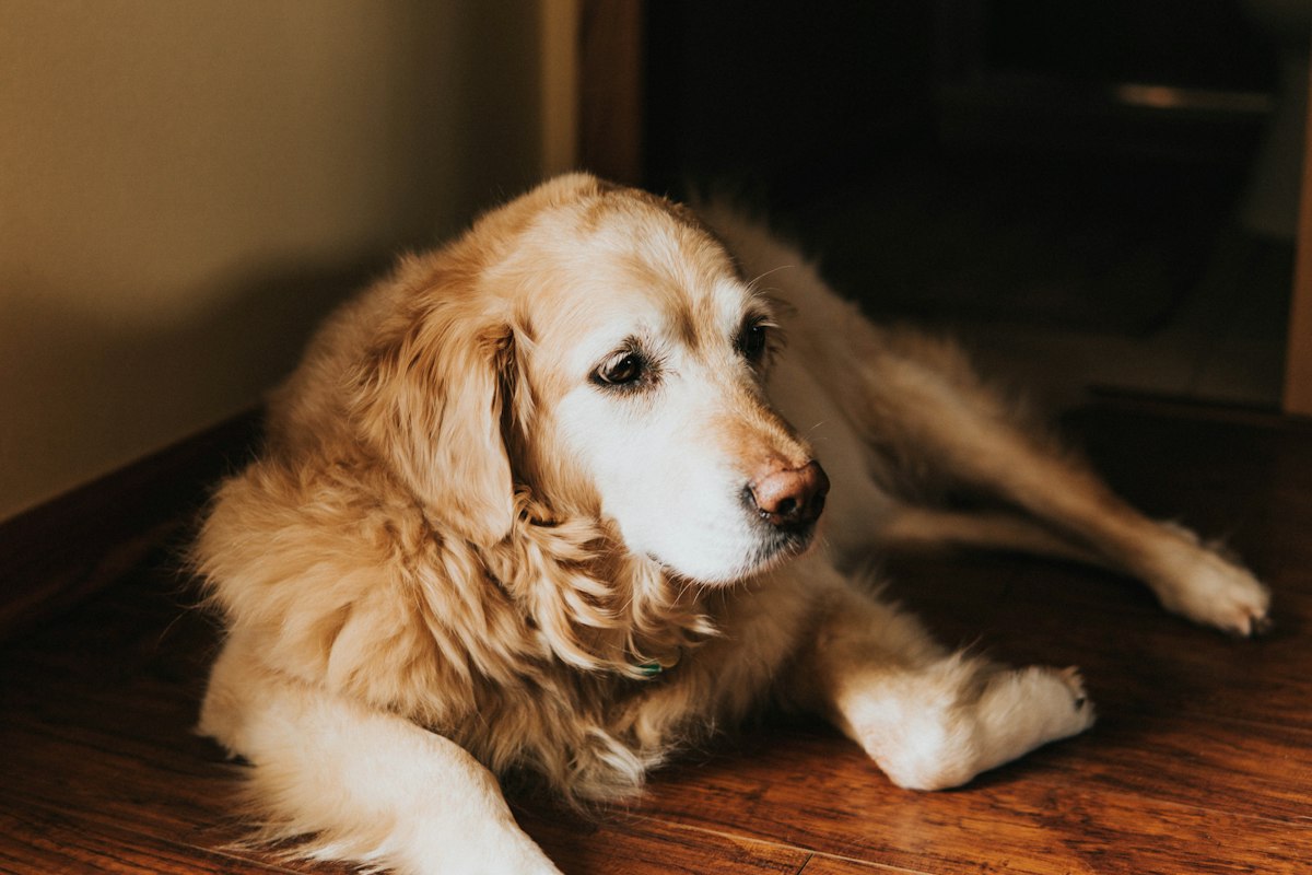Golden retriever resting on the floor - a washable pee pad runner protects floors for senior dogs with incontinence
