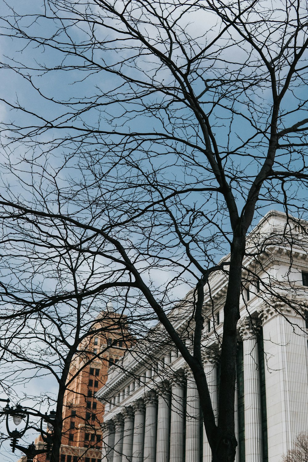 bare trees near building during daytime