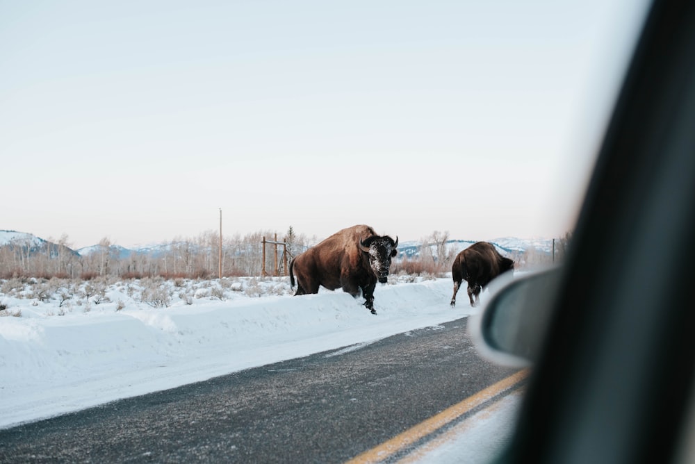brown bison on snow covered ground during daytime
