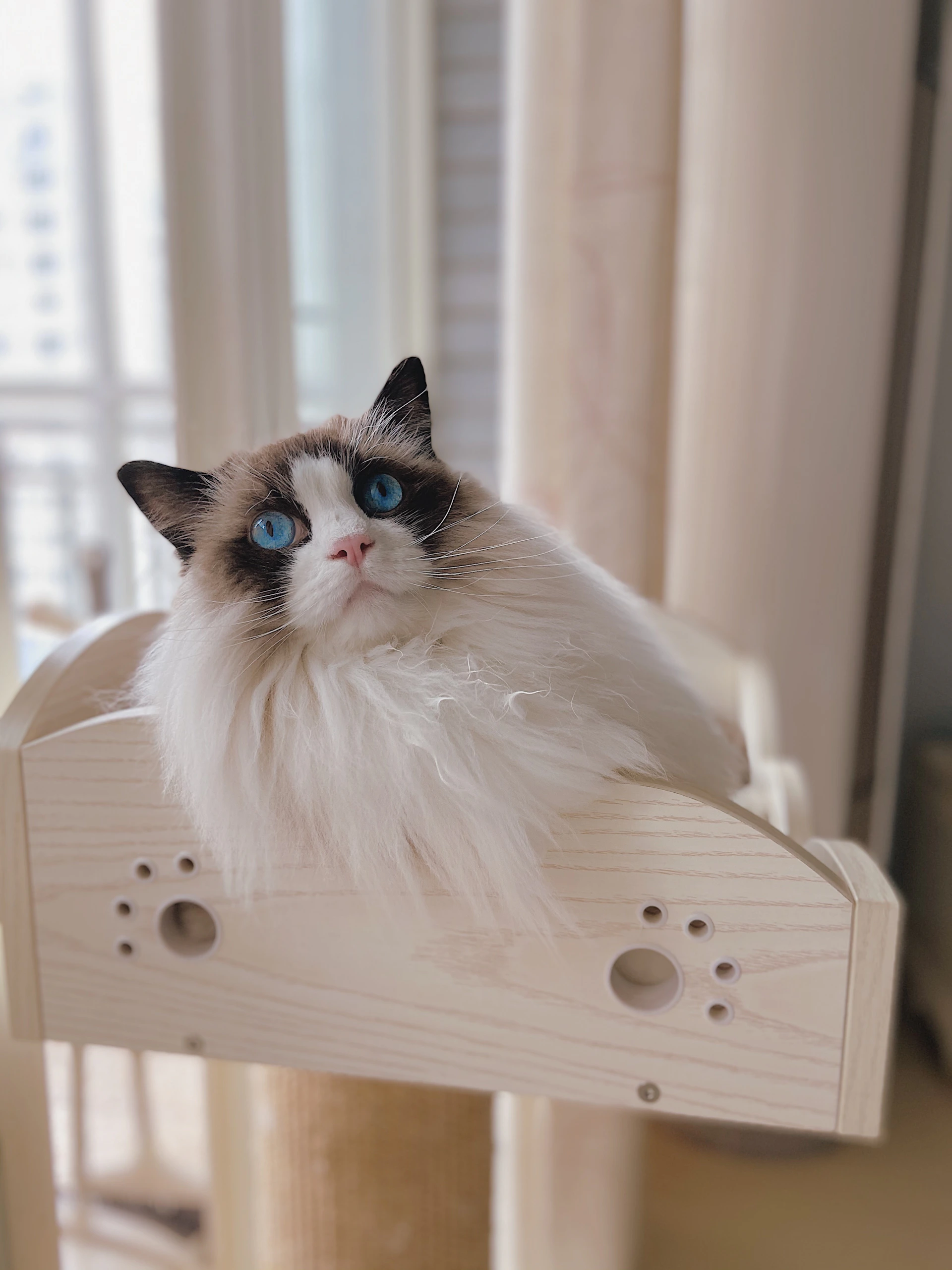 white and black cat on white box
