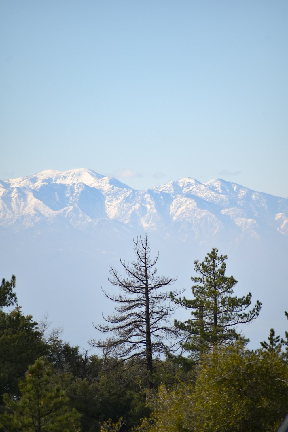 green pine tree near snow covered mountain during daytime