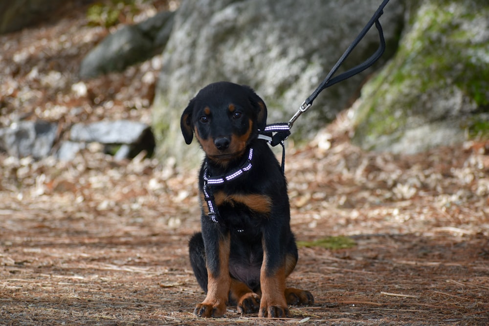 black and tan short coat medium dog on brown dirt during daytime