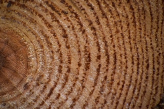 Close-up of tree rings showing concentric circular patterns with varying shades of brown and texture, indicating the age of the tree.