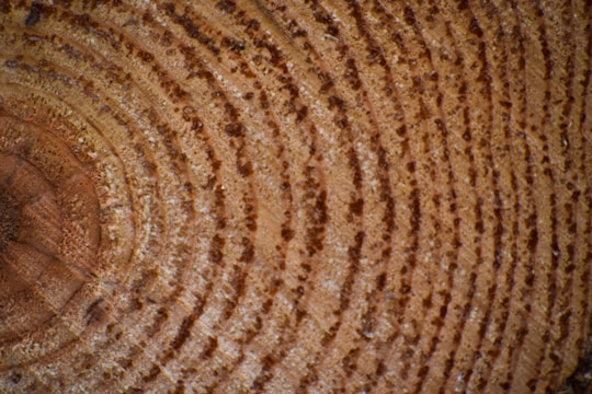 Close-up of tree rings showing concentric circular patterns with varying shades of brown and texture, indicating the age of the tree.