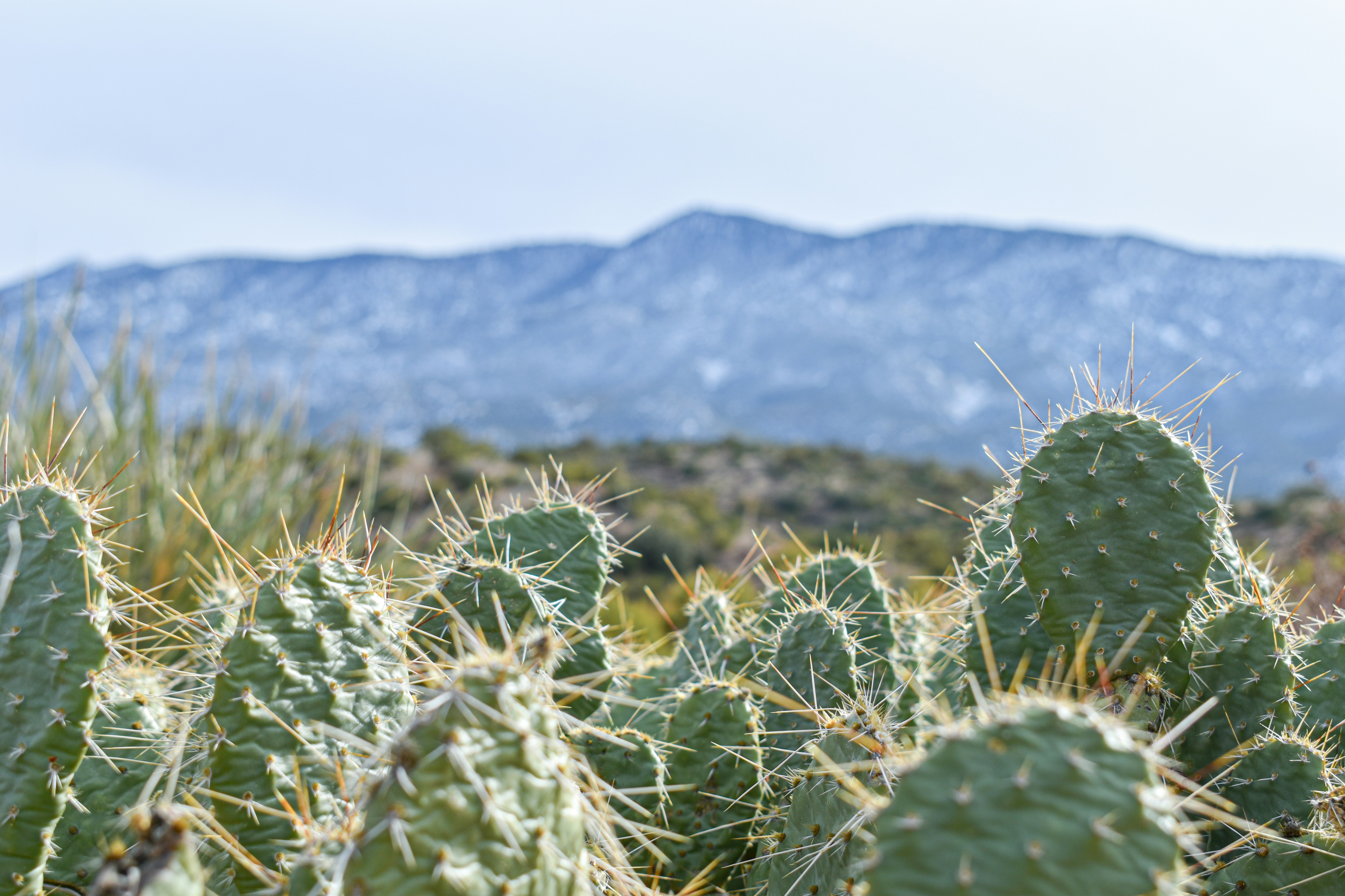 Green plant near mountain during daytime photo Free Pinon pines estates Image on Unsplash
