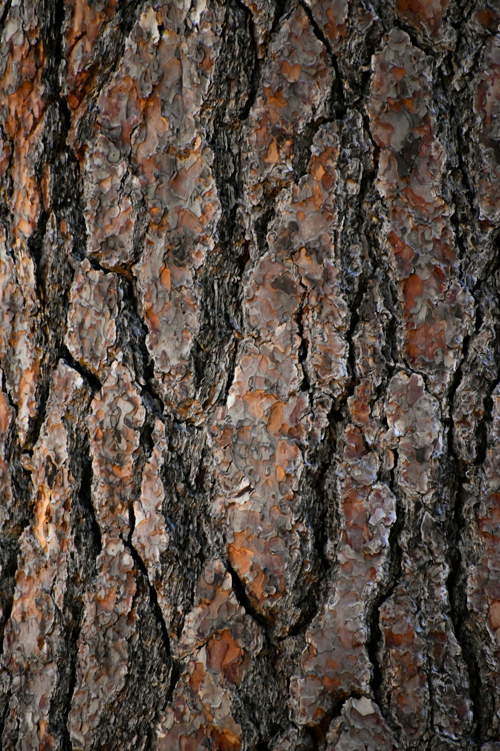 brown and black tree trunk