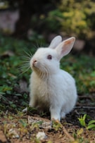 white rabbit on green grass