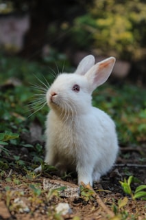 white rabbit on green grass