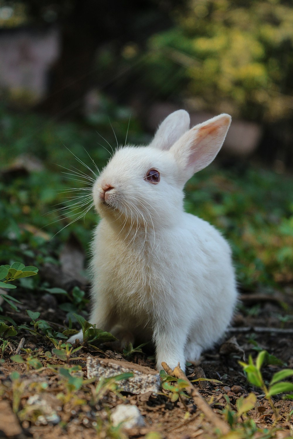 Weißes Kaninchen auf grünem Gras