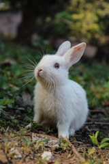 Rabbit eating vegetables