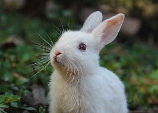 white rabbit on green grass