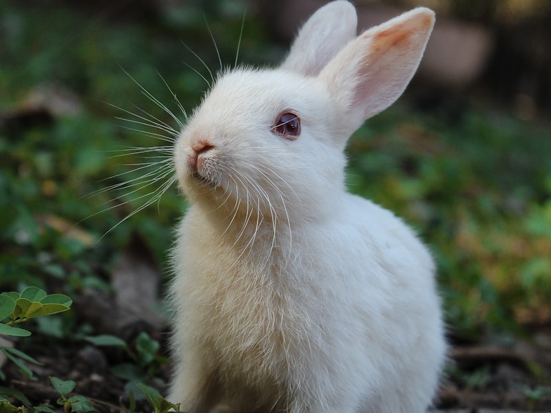 Rabbit