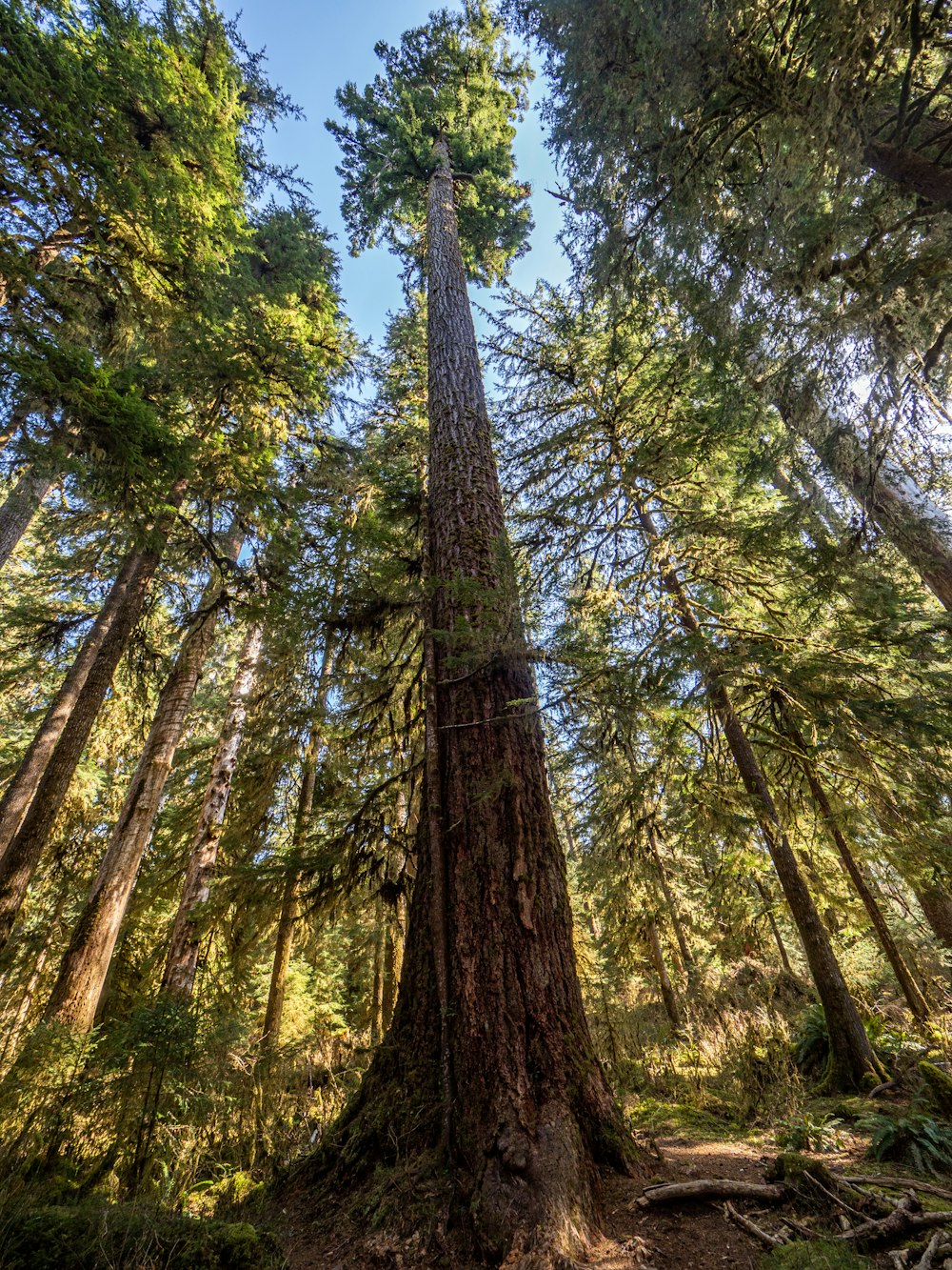 alberi verdi e marroni durante il giorno