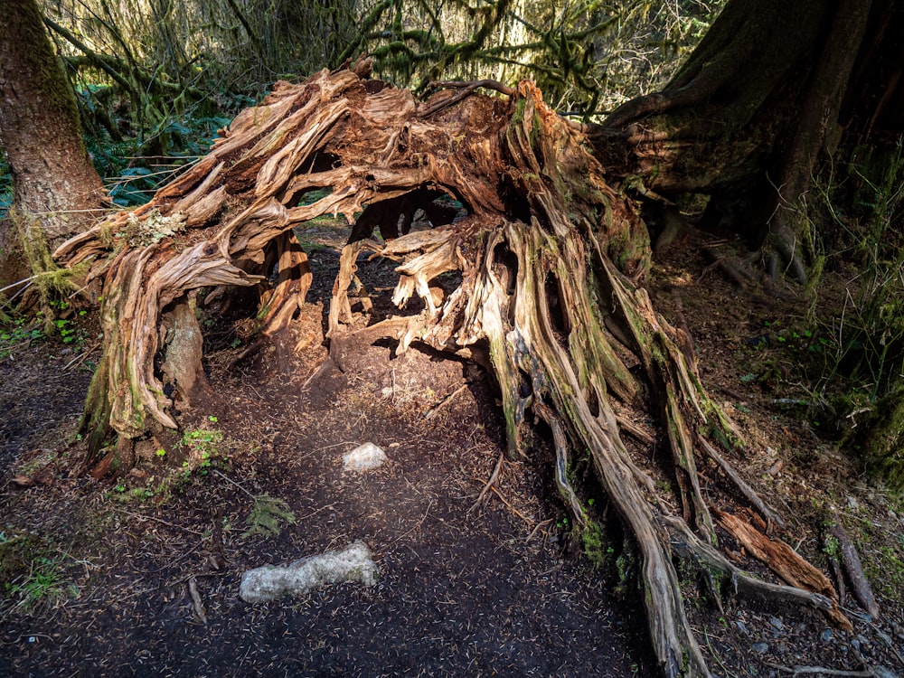 brown tree trunk on gray soil