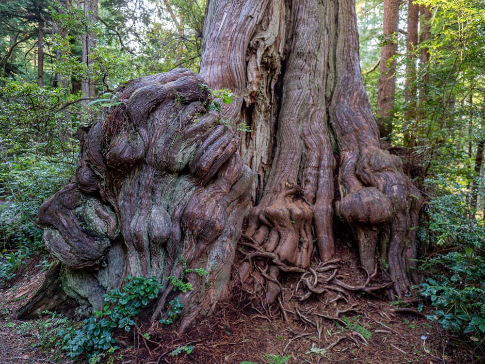 Tronco de árbol marrón rodeado de plantas verdes