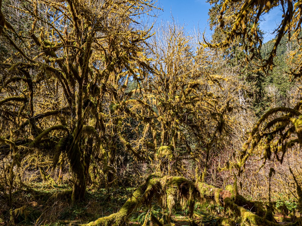 grüne und braune Bäume unter blauem Himmel tagsüber