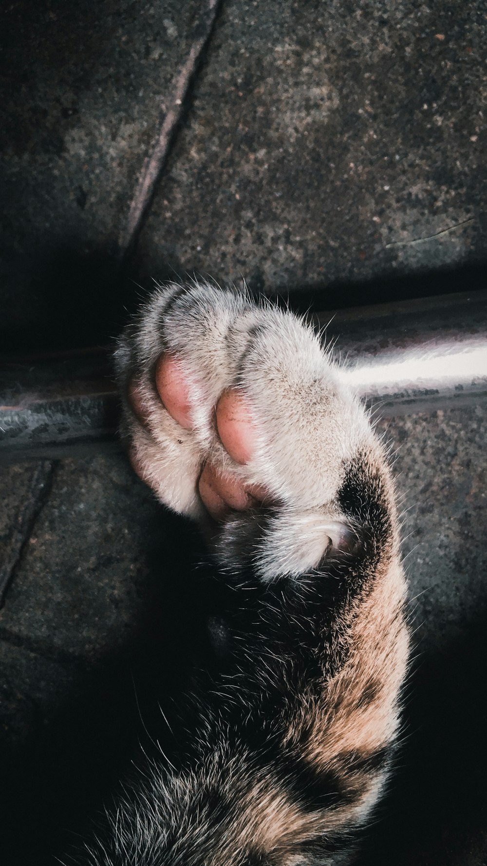 brown tabby cat paw on black concrete floor