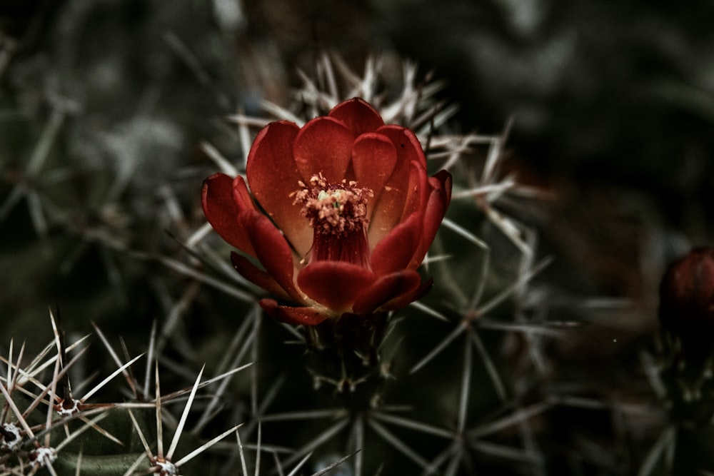 red flower on green grass