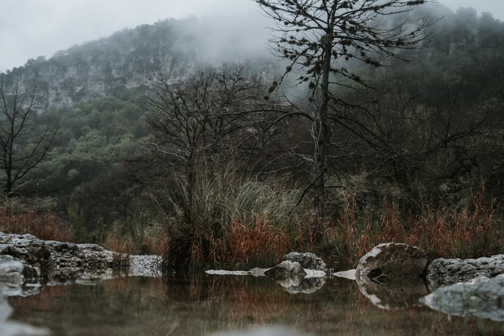 bare trees near river during daytime