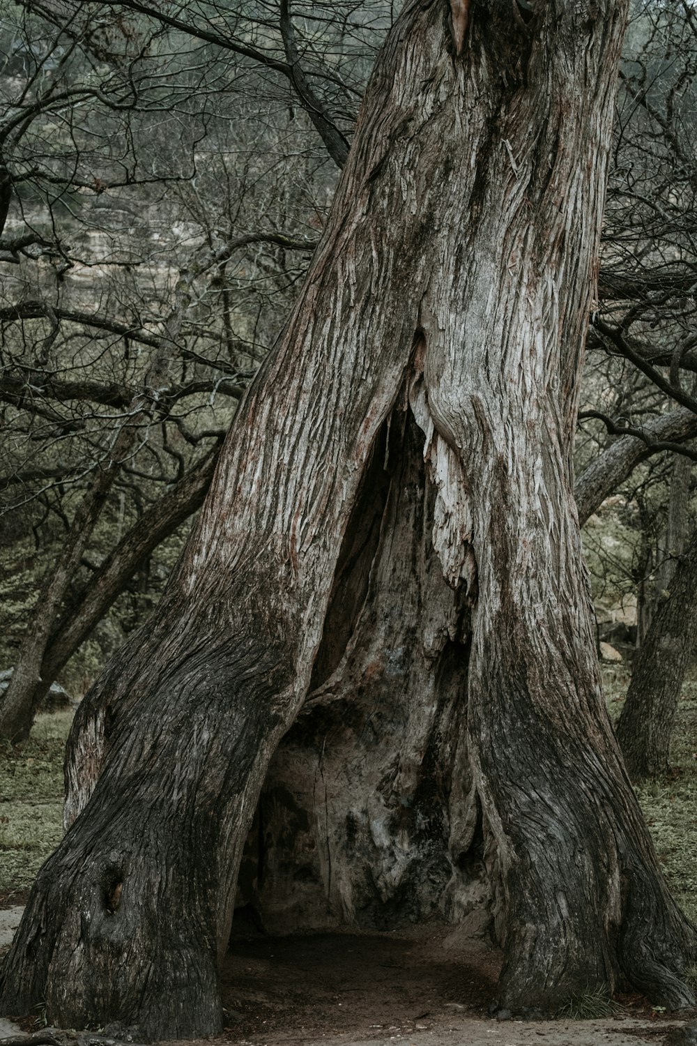 tronc d’arbre brun sur un champ d’herbe verte