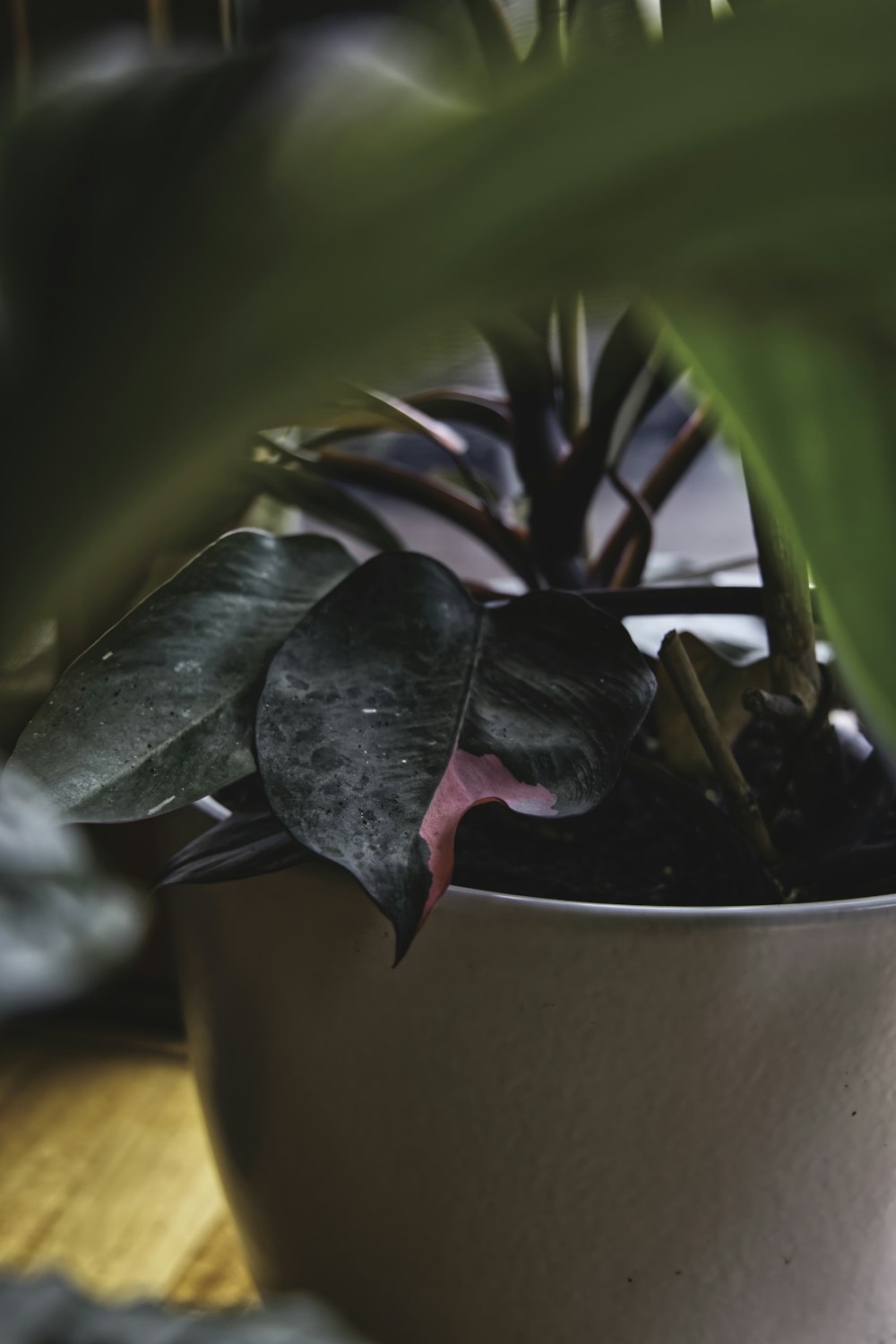 red and green plant on brown clay pot