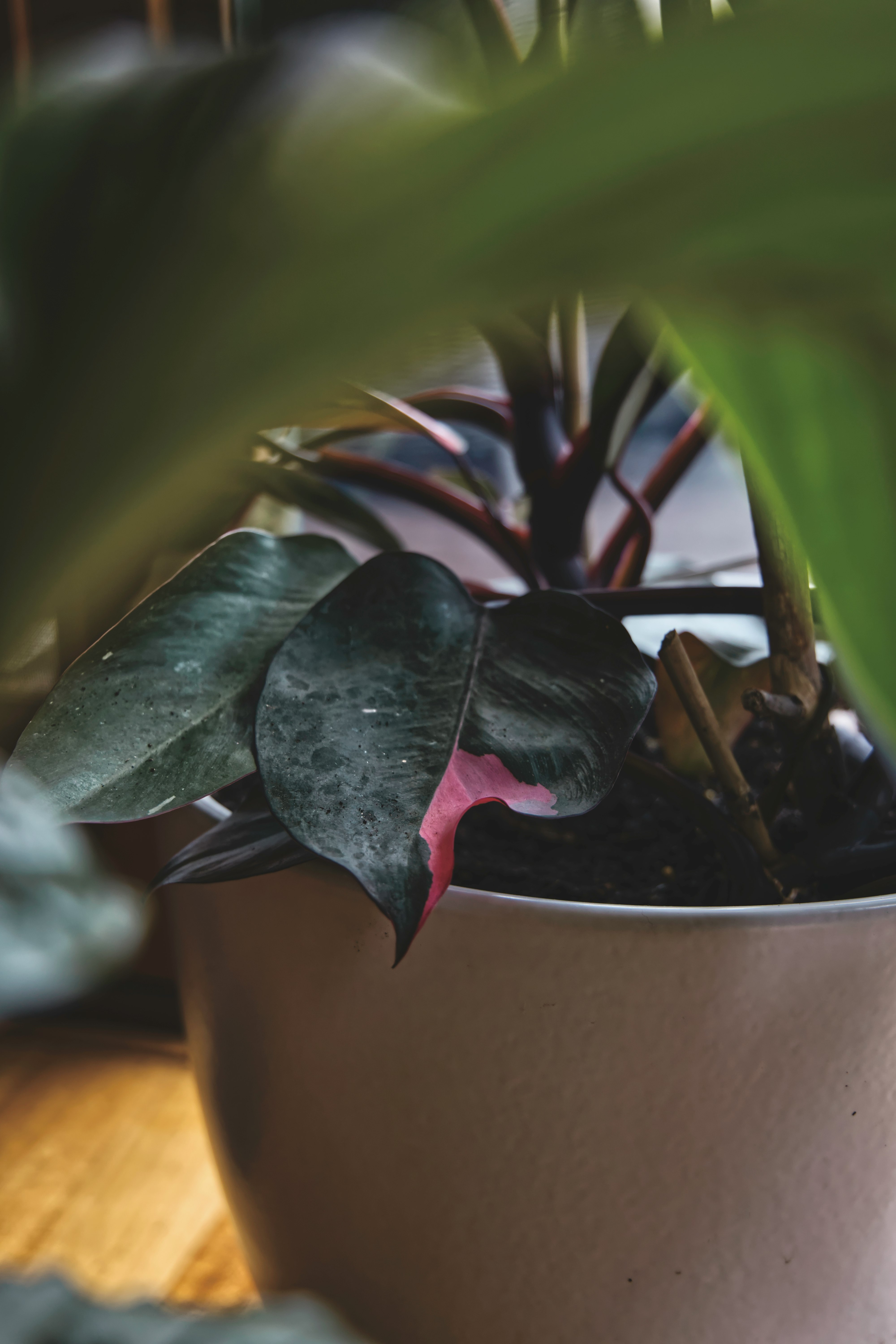 red and green plant on brown clay pot