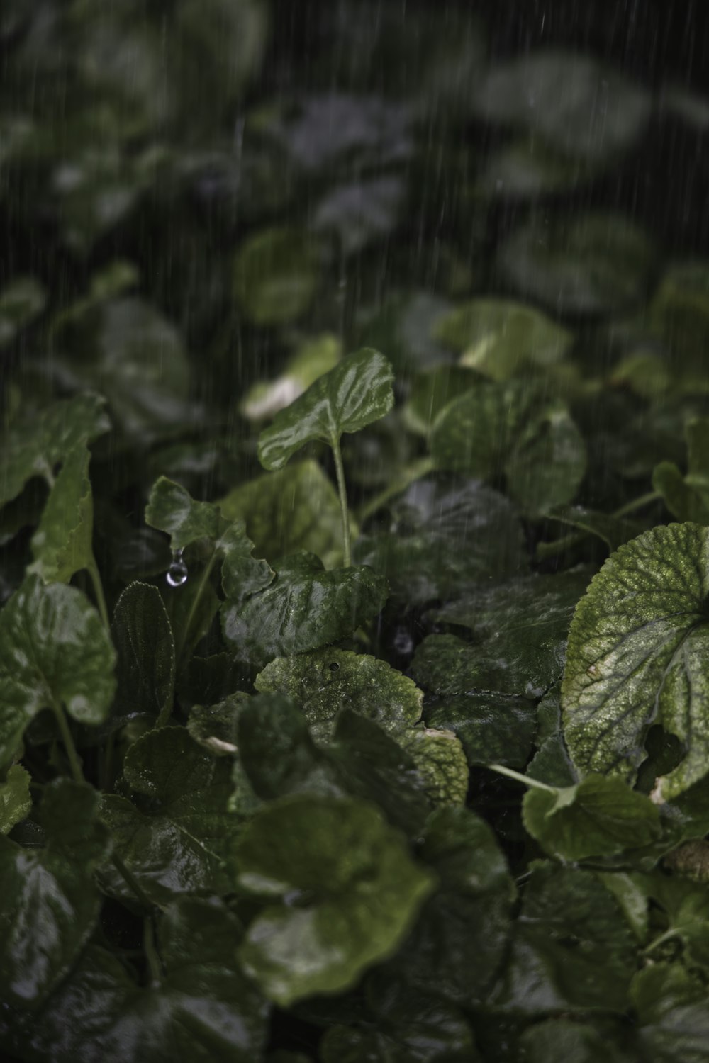 green leaves plant during daytime