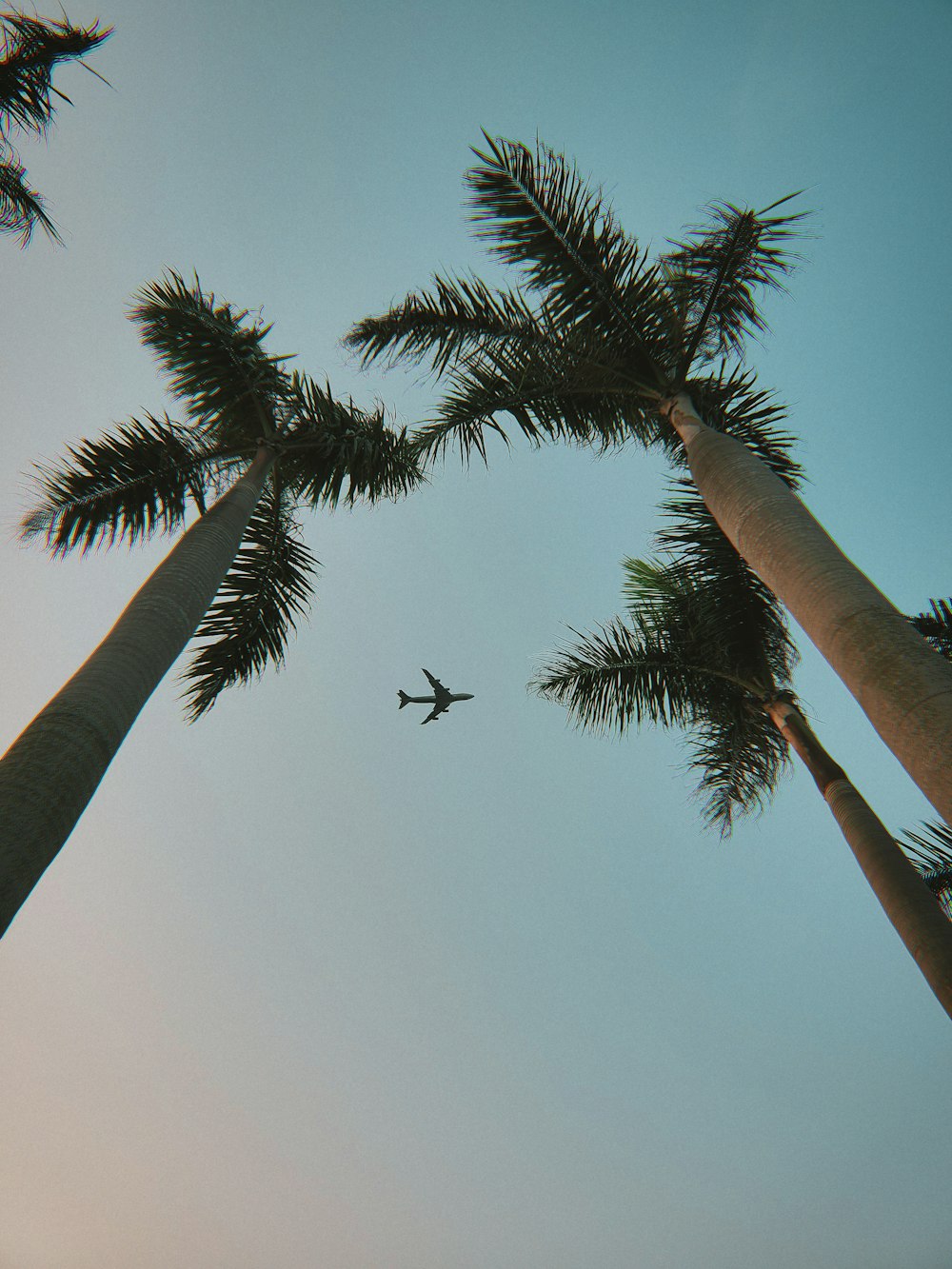 black bird flying over palm tree during daytime