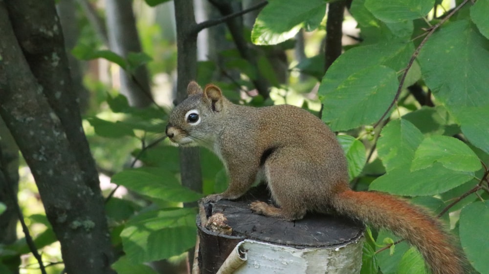 brown squirrel on brown tree branch during daytime