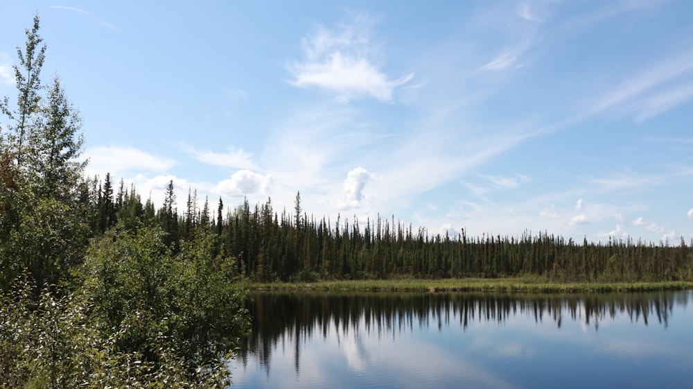 green trees beside lake under blue sky during daytime