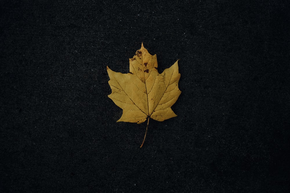 brown maple leaf on black textile