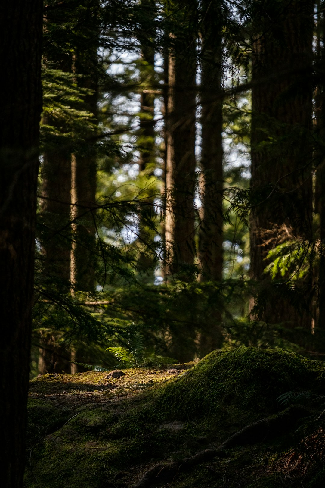 green moss on brown tree trunk