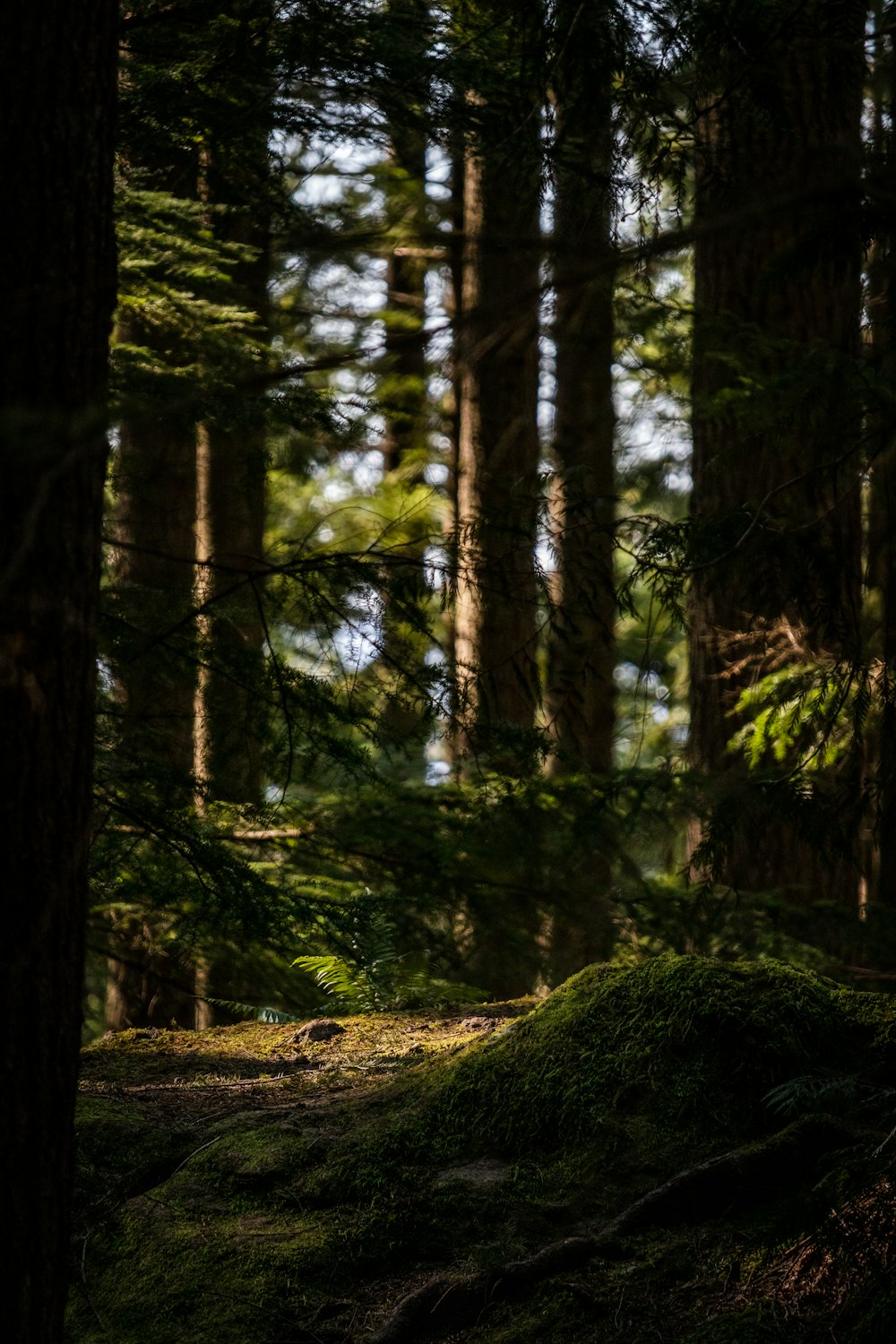 green moss on brown tree trunk