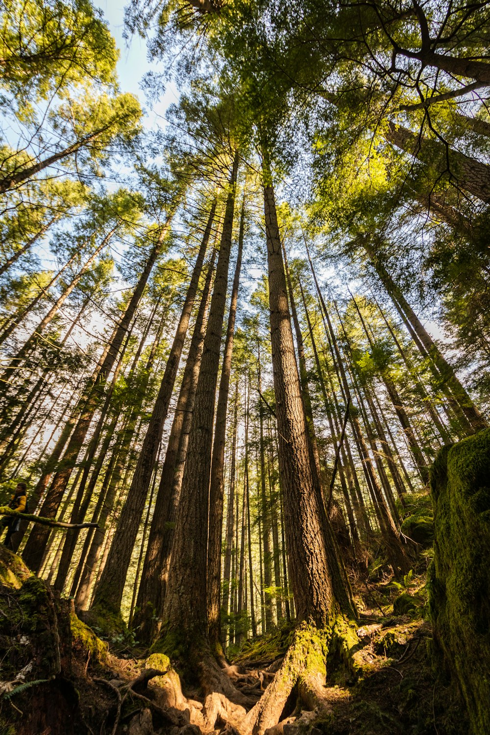 low angle photography of green trees during daytime