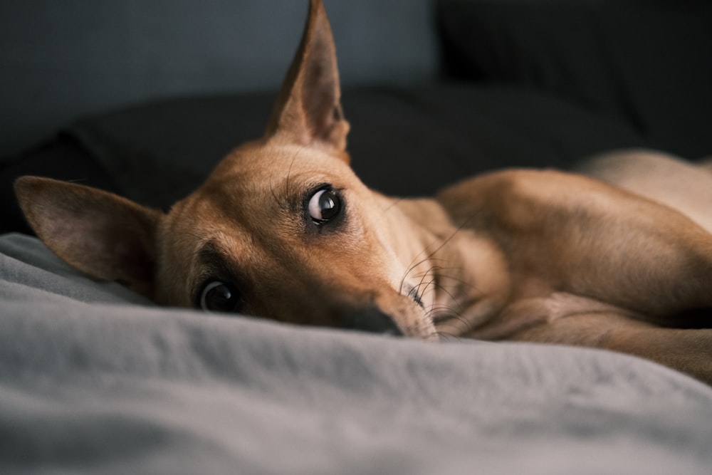 brown short coated dog lying on gray textile