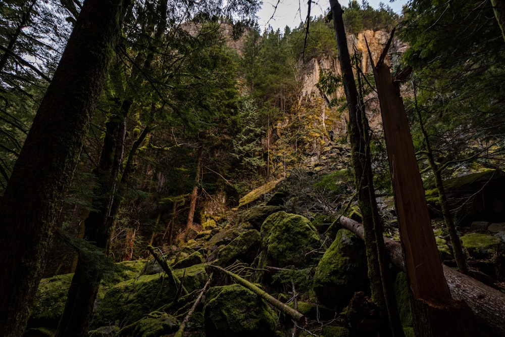 brauner Baumstamm tagsüber auf Wald